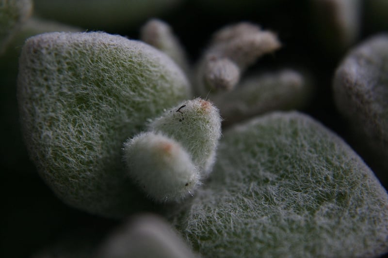 Garden Wedding Venue